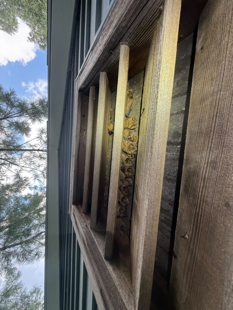 Bat removal Fredricksburg