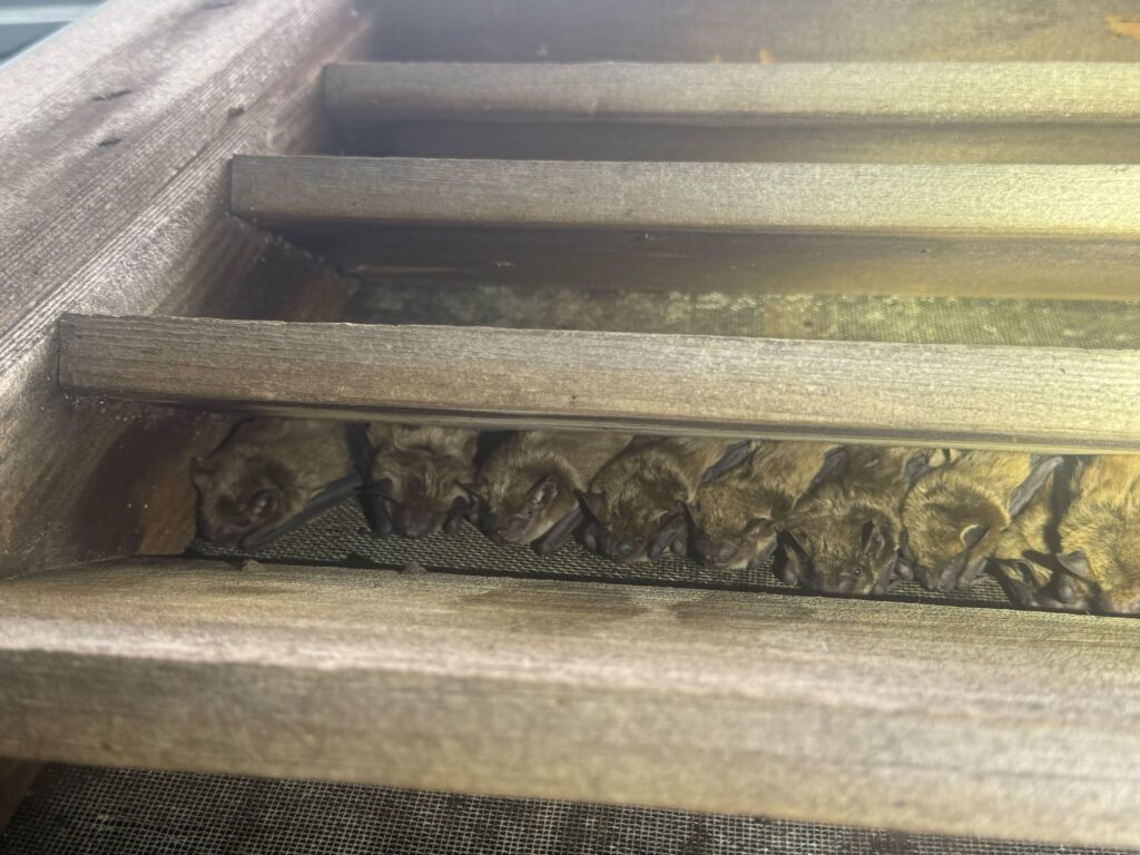 Bat removal Fredricksburg