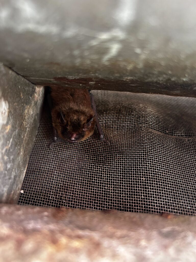 Bat removal Fredricksburg